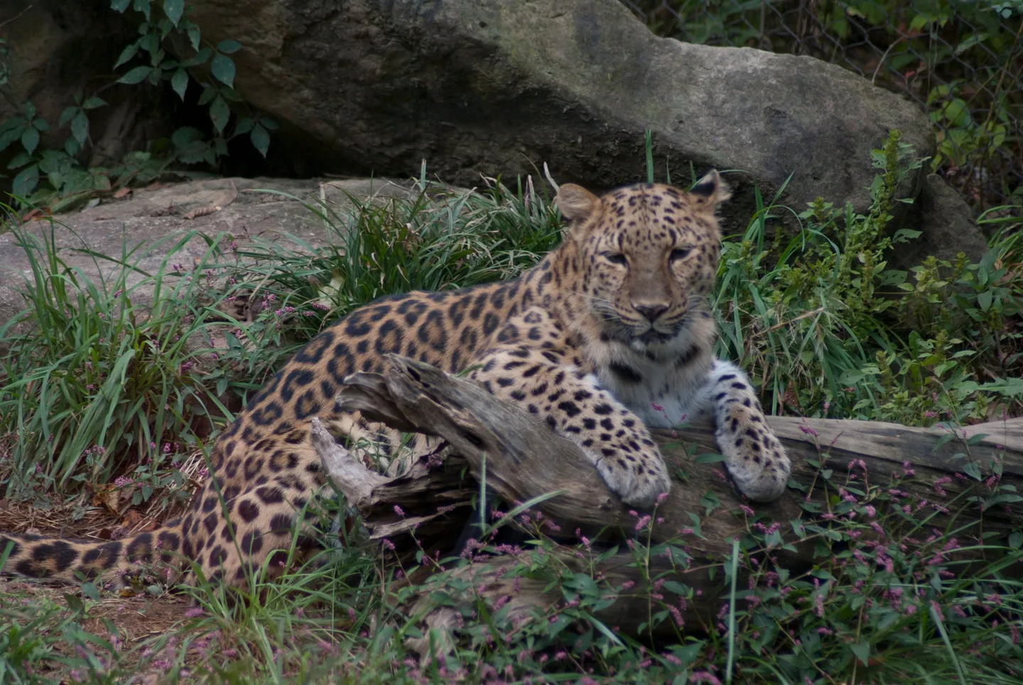 An Amur leopard resting on a log, looking straight ahead