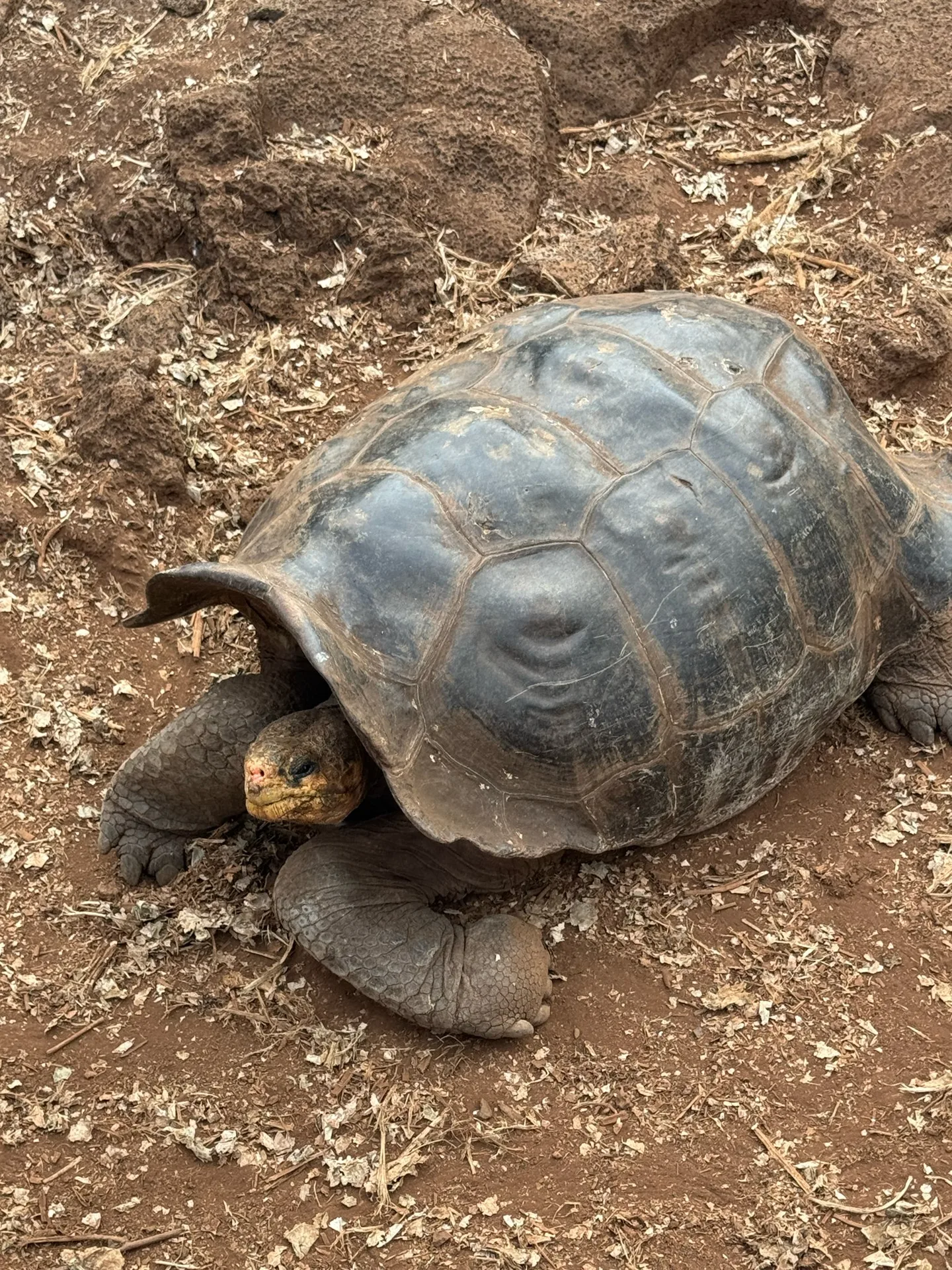 A young saddleback tortoise walking over red earth, its head out from under its shell