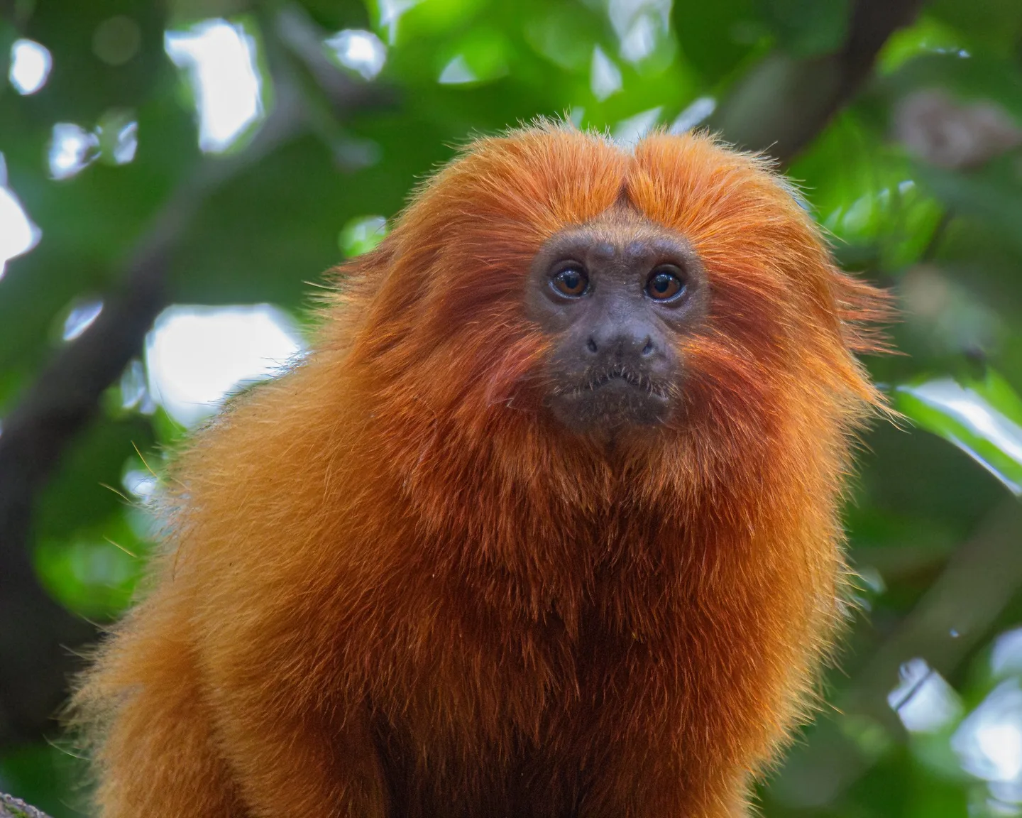 A golden lion tamarin looking straight at the camera, its orange mane framing its dark face