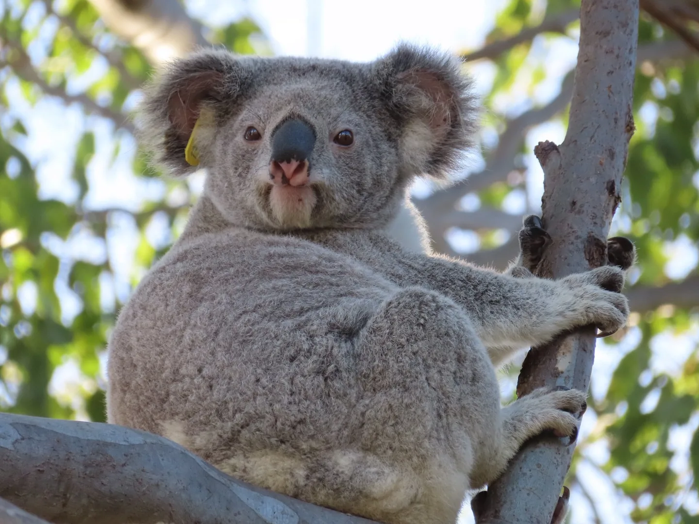 A koala sitting in the fork of a tree, looking straight ahead