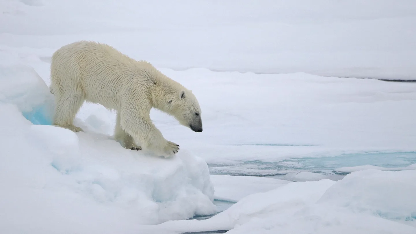 A polar bear stepping across sea ice, looking down toward the water's edge