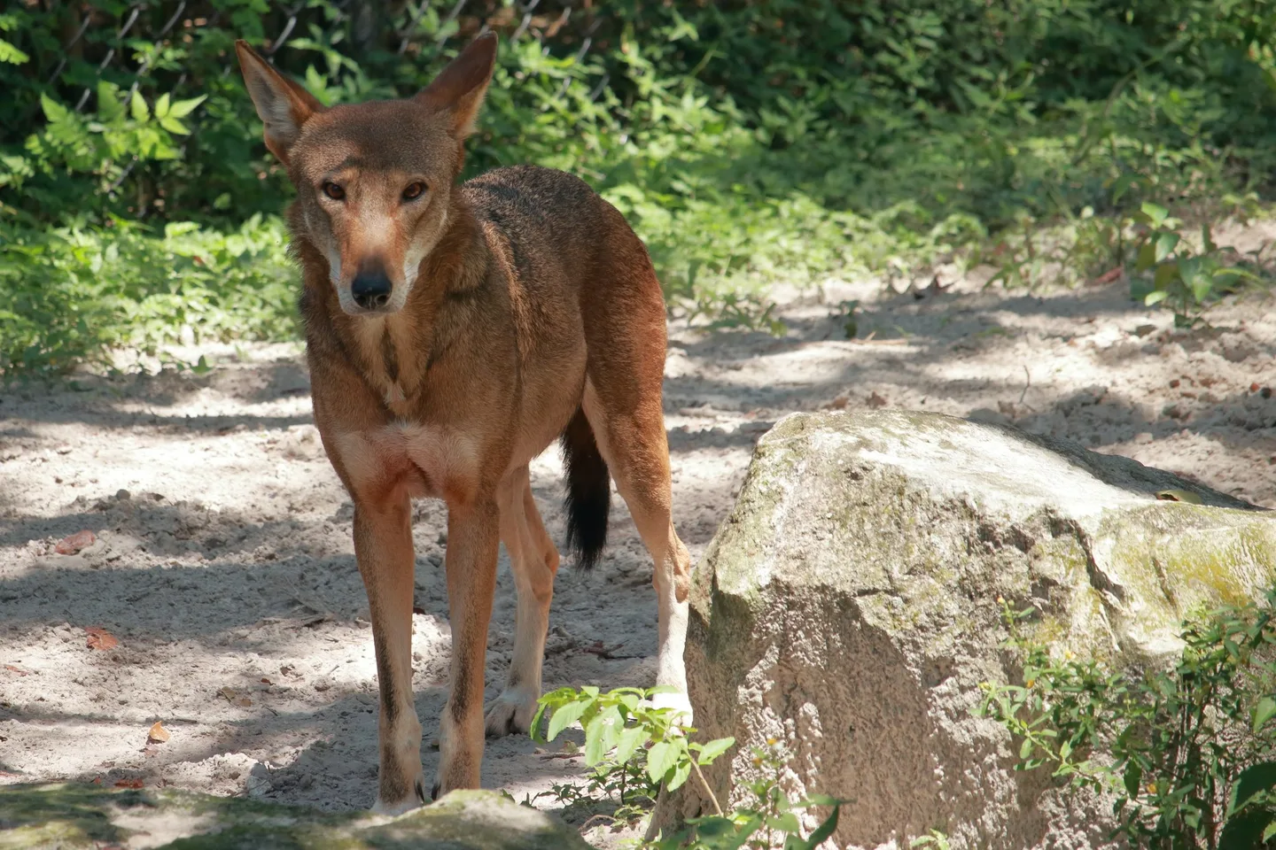A red wolf standing on a sandy path, looking straight at the camera